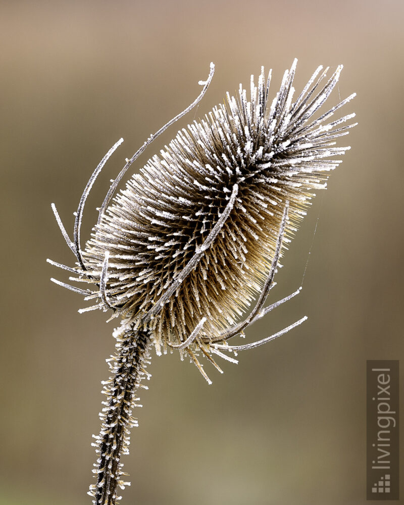 Wilde Karde im Winter