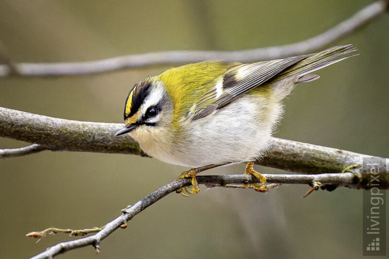 Sommergoldhähnchen (Common firecrest)