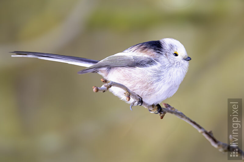 Schwanzmeise (Long-tailed tit)