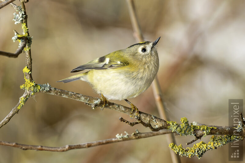 Wintergoldhähnchen (Goldcrest)