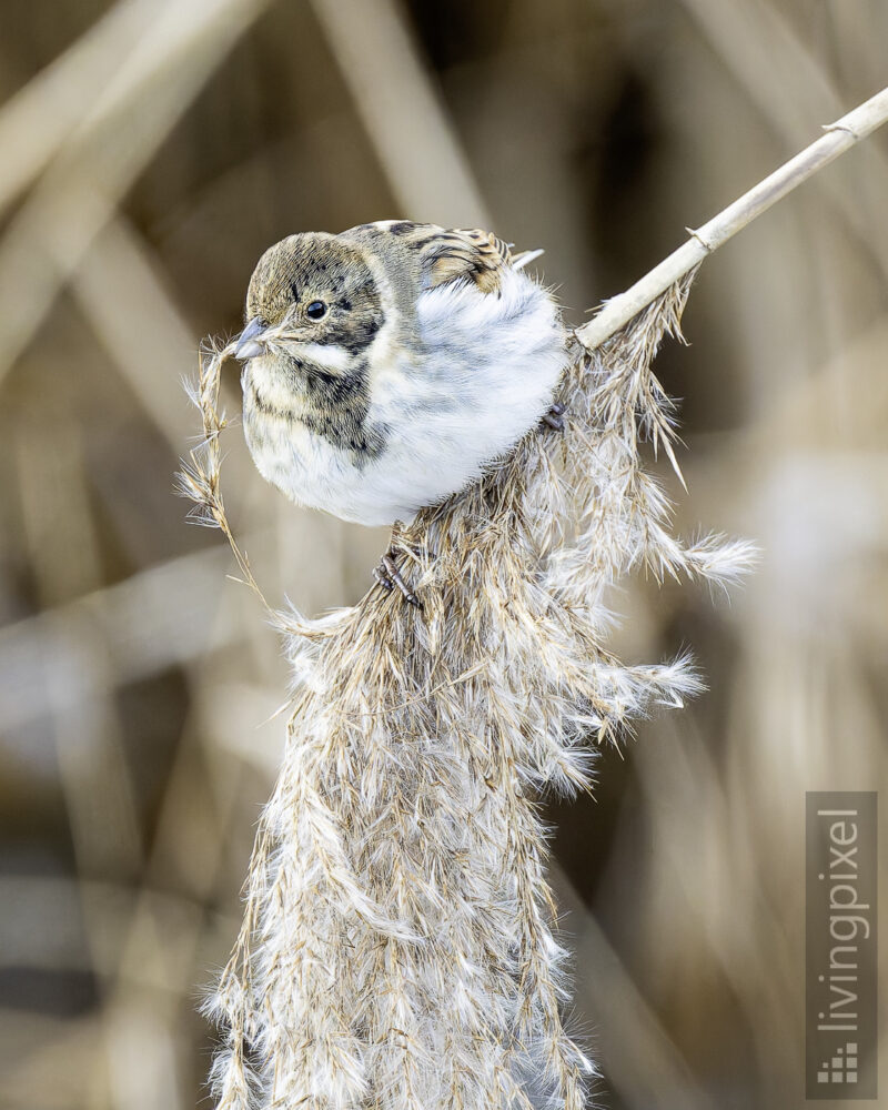 Rohrammer (Common reed bunting)