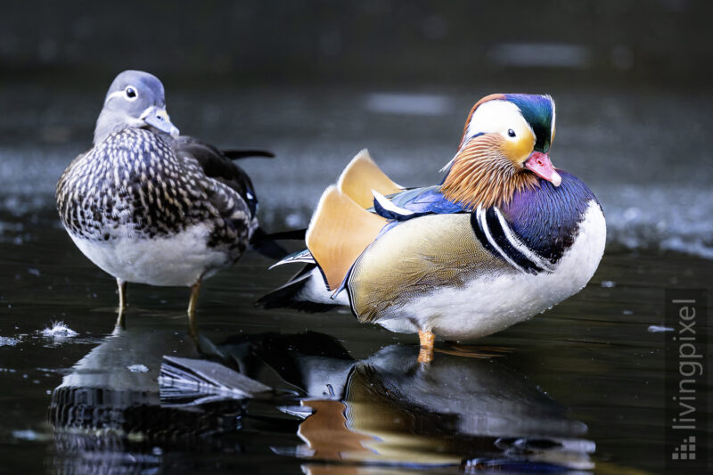 Mandarinente (Mandarin duck)