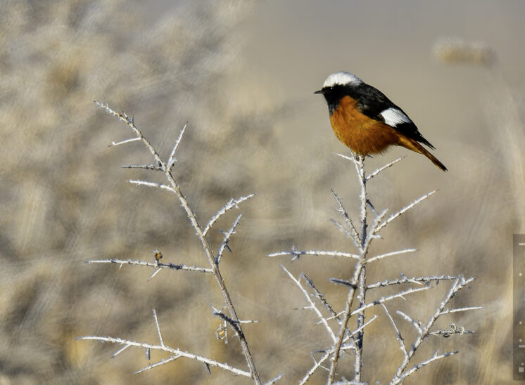 Riesenrotschwanz (Güldenstädt's redstart)