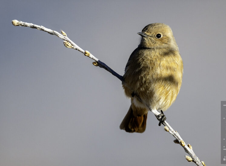 Riesenrotschwanz (Güldenstädt's redstart)