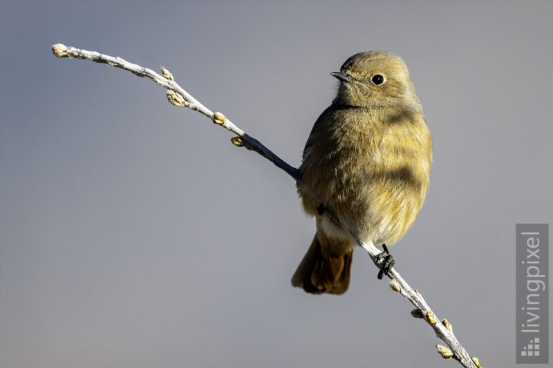 Riesenrotschwanz (Güldenstädt's redstart)