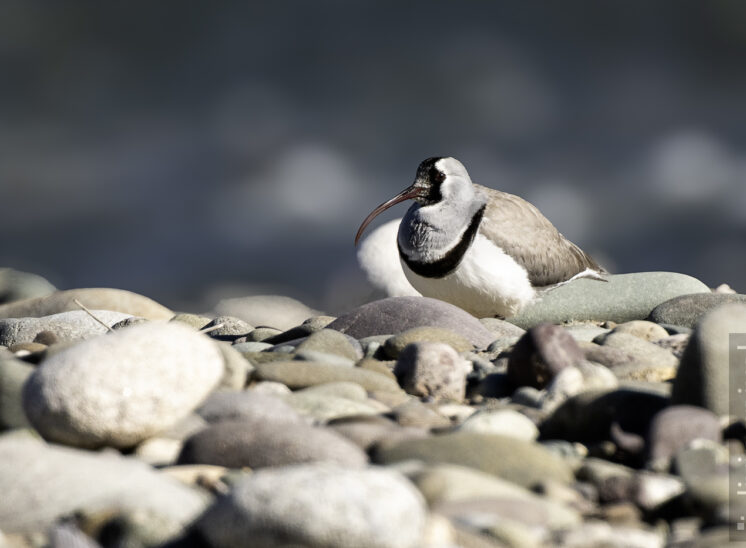 Ibisschnabel (Ibisbill)