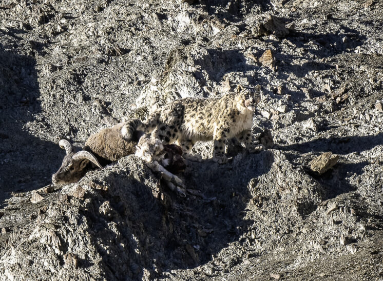 Schneeleopard (Snow leopard)