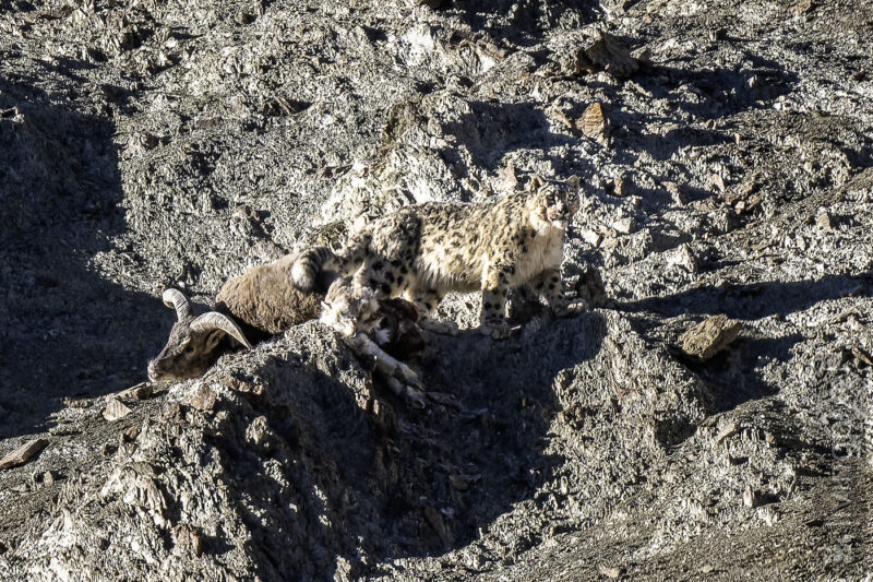 Schneeleopard (Snow leopard)