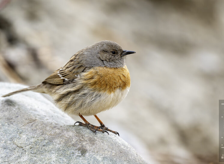 Rostbrustbraunelle (Robin accentor)