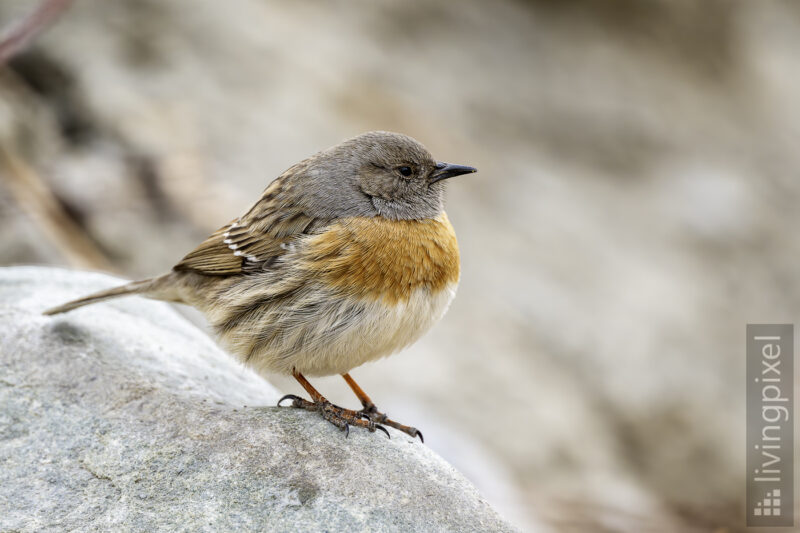 Rostbrustbraunelle (Robin accentor)