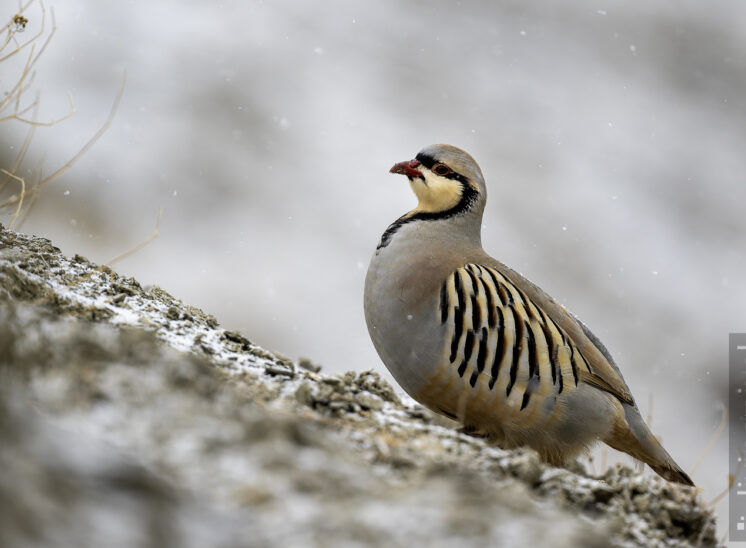 Chukarhuhn (Chukar partridge)