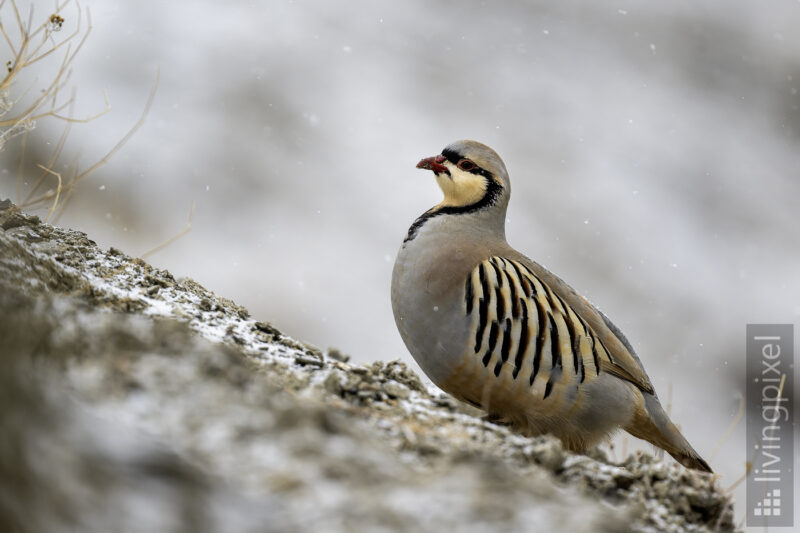 Chukarhuhn (Chukar partridge)