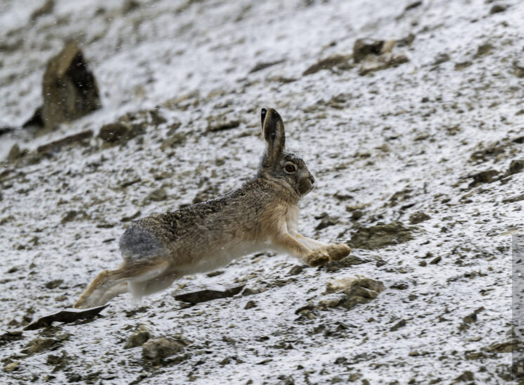 Wüstenhase  (Desert hare)