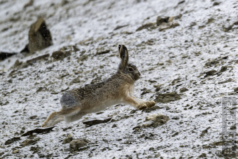 Wüstenhase  (Desert hare)