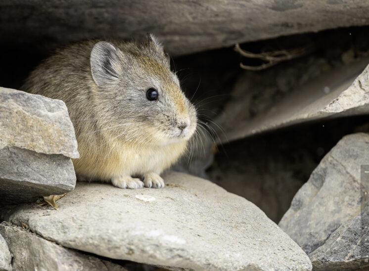 Ladakh-Pfeifhase (Ladak pika)