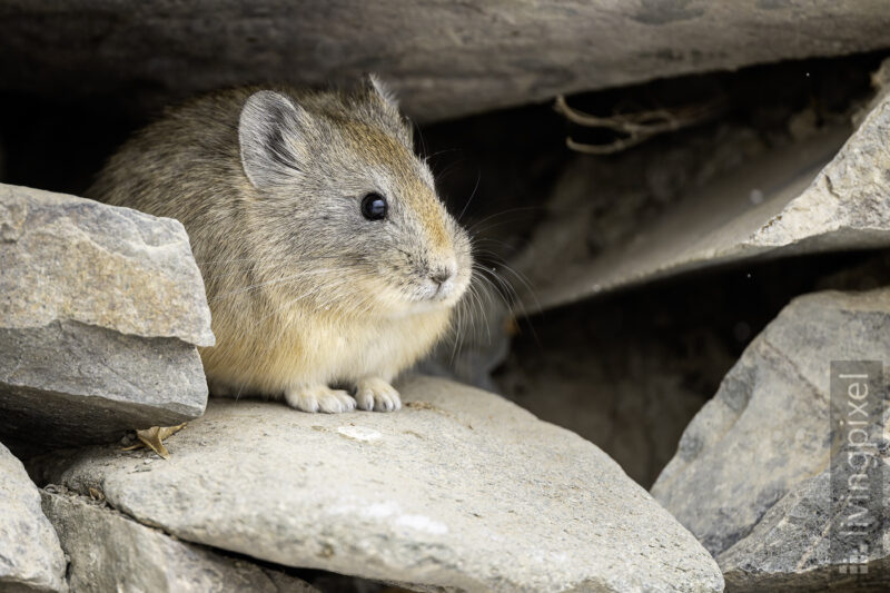 Ladakh-Pfeifhase (Ladak pika)