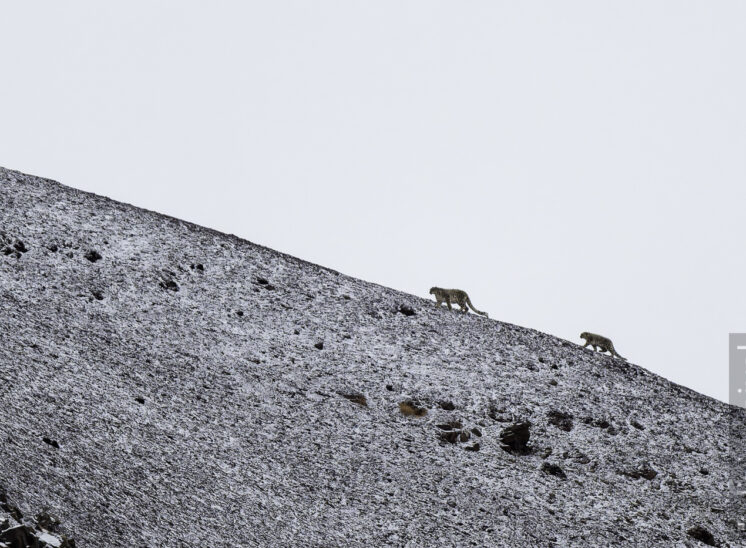 Schneeleopard (Snow leopard)