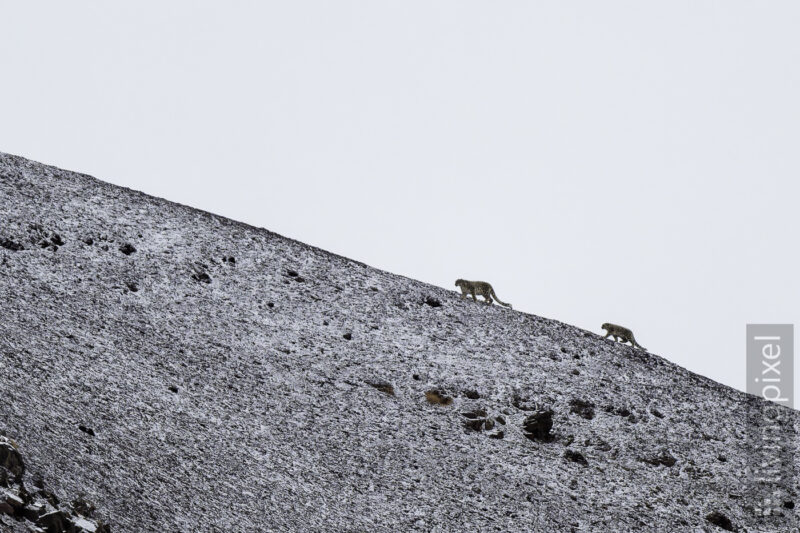 Schneeleopard (Snow leopard)