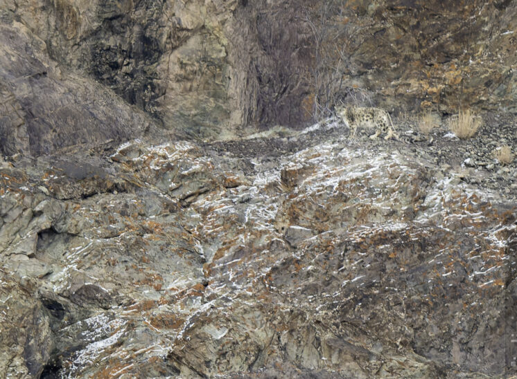 Schneeleopard (Snow leopard)