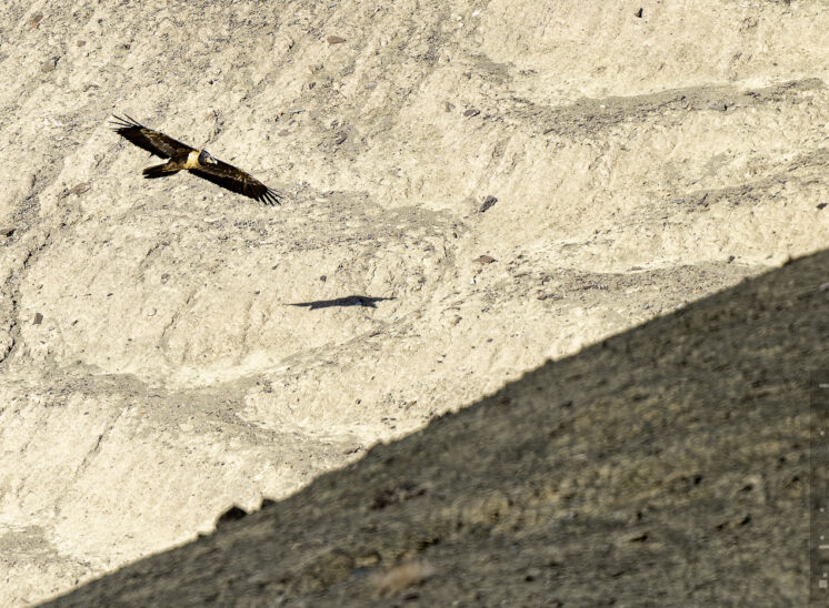 Bartgeier (Bearded vulture)