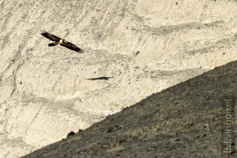 Bartgeier (Bearded vulture)