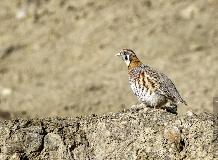 Tibetrebhuhn (Tibetan partridge)