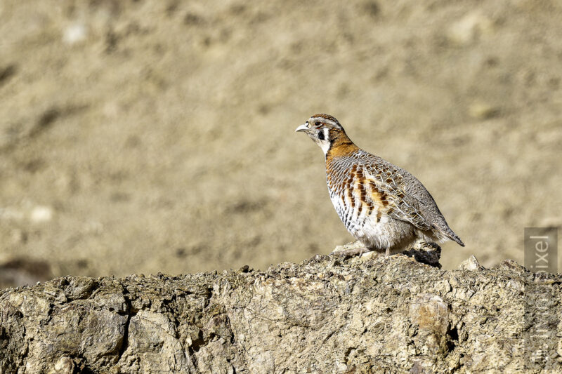 Tibetrebhuhn (Tibetan partridge)