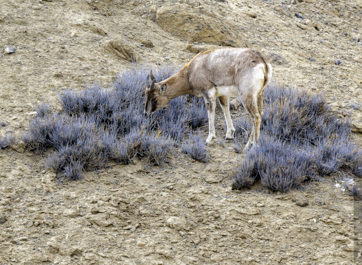 Urial (Urial)