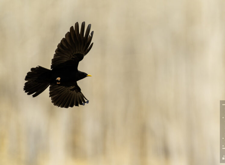 Alpendohle (Alpine chough)