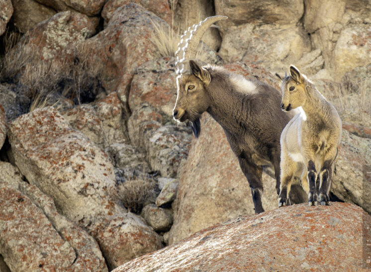 Asiatische Steinbock (Asian ibex)