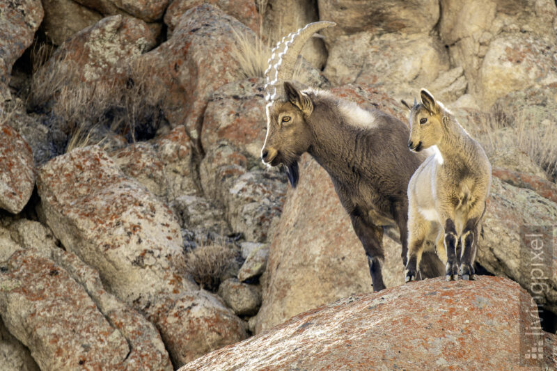 Asiatische Steinbock (Asian ibex)